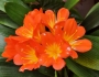 Clivia miniata image