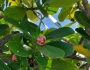 Clusia rosea image