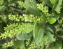 Coccoloba diversifolia image