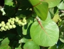 Coccoloba uvifera image