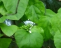 Cocculus carolinus image