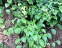 Cocculus orbiculatus image