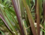 Coleataenia rigidula image