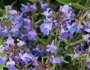 Collinsia grandiflora image