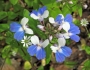 Collinsia verna image