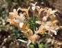 Collomia grandiflora image