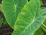 Colocasia esculenta image