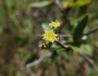 Colubrina texensis image