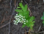 Comandra umbellata image