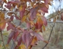 Combretum erythrophyllum image