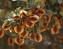 Combretum molle image
