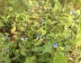 Commelina communis image