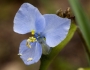 Commelina dianthifolia image