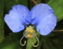 Commelina erecta image