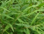 Comptonia peregrina image