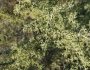 Condalia globosa image