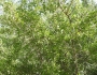 Condalia hookeri image