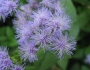Conoclinium coelestinum image