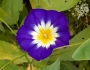 Convolvulus tricolor image