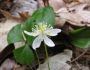 Coptis trifolia image
