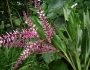 Cordyline fruticosa image