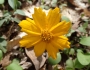Coreopsis auriculata image