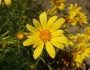 Coreopsis gigantea image
