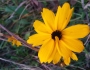 Coreopsis gladiata image