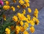 Coreopsis grandiflora image