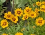 Coreopsis lanceolata image