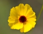 Coreopsis leavenworthii image