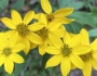 Coreopsis major image
