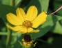 Coreopsis palmata image