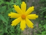 Coreopsis pubescens image
