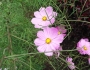 Coreopsis rosea image