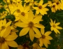 Coreopsis verticillata image