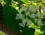 Cornus amomum image
