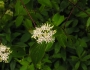 Cornus obliqua image