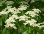 Cornus controversa image