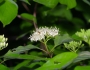 Cornus drummondii image