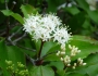 Cornus foemina image