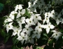 Cornus kousa image