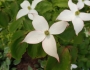 Cornus kousa var. chinensis image