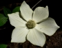 Cornus nuttallii image