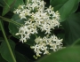 Cornus racemosa image