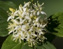 Cornus sanguinea image
