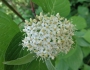 Cornus sericea image