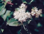 Cornus sericea subsp. occidentalis image