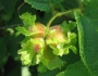 Corylus americana image