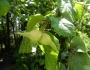Corylus cornuta var. californica image